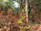 Land for Sale in Dambulla