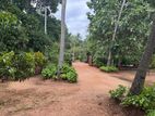 Land for Sale in Dambulla