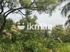 Land For Sale in Dambulla
