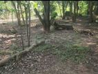 Land for Sale in Dambulla