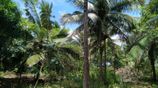 Land for Sale in Dambulla