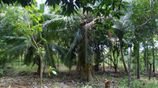 Land for Sale in Dambulla