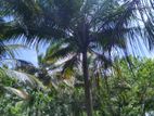Land for Sale in Dambulla