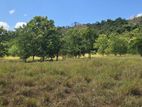Land for Sale in Dambulla