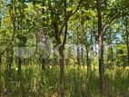 Land for Sale in Dambulla