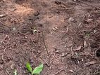 Land for Sale in Daraluwa