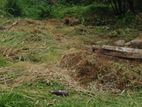 Land for Sale in Daraluwa