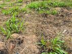 Land for Sale in Daraluwa
