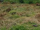 Land for Sale in Daraluwa