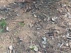Land for Sale in Daraluwa