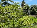 Land for Sale in Dehiwala