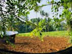Land for sale in Delgoda