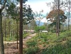 Land for Sale in Delta - Pussallawa
