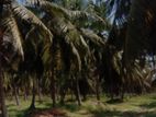 Land for Sale in Dhaluwa