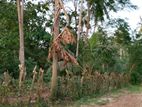 Land for Sale in Dickwella Hiriketiya –Code Add 828