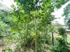 Land for Sale in Dickwella, Matara