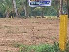 Land for Sale in Divulapitiya