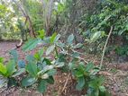 Land for Sale in Dodangoda(kalutara) Near High Way Entrance.