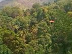 Land For Sale In Ella - CL908
