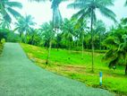 Land for Sale in Embilipitiya