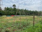 Land for Sale in Gampaha 124P