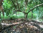 Land For Sale In Gampaha