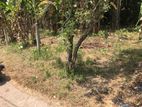 Land for Sale in Gampaha