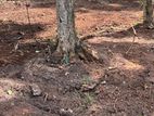 Land for Sale in Gampaha