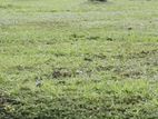 Land for Sale in Gampaha