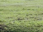 Land for Sale in Gampaha