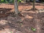 Land for Sale in Gampaha