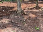 Land for Sale in Gampaha