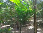 Land for Sale in Ganemulla