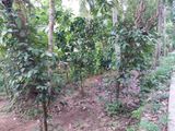 Land for Sale in Gannoruwa