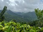 Land for Sale in Ginigathhena