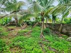 Land for sale in giriulla / ST 14657