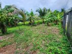 Land for sale in giriulla / ST 14657