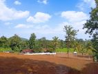 Land For Sale In Giriulla,T11