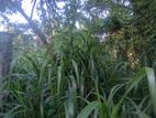 Land for Sale in Godagama, Homagama