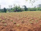 Land for Sale in Gonapola - Kumbuka