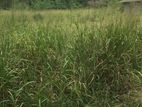 Land for Sale in Habarakada