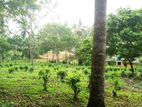 Land for Sale in Halpatota, Baddegama