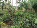 Land for Sale in Handapangoda Horana