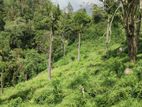 Land for Sale in Haputale