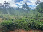 Land for Sale in Haputhale