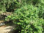 Land for Sale in Haputhale