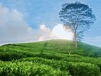 Land for Sale in Hatton