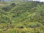 Land for Sale in Hatton