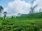 Land for sale in Hatton