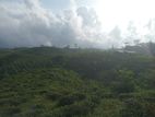 Land for Sale in Hatton